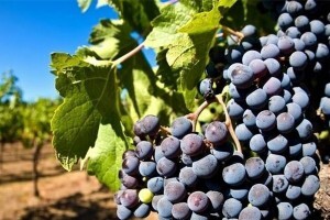 超聲波清洗機可以洗葡萄嗎? 超聲波清洗機可以洗葡萄嗎?